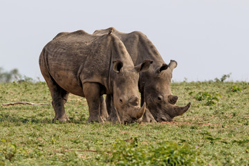 Two male white rhinoceros in Sabi Sands Game Reserve in the greater Kruger Region in South Africa
