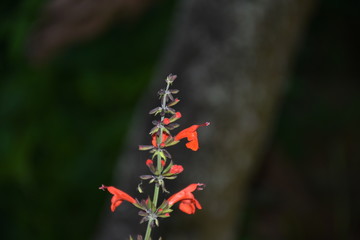 Hamelia patens flowers