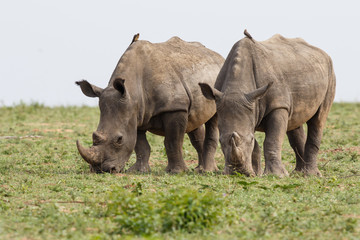 Obraz premium Two male white rhinoceros in Sabi Sands Game Reserve in the greater Kruger Region in South Africa