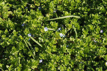 Green carpet texture. The beaitiful Green leaves