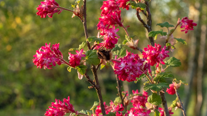 Blooming currant at the garden