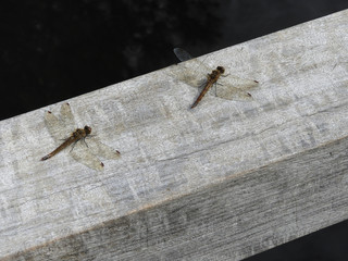 two dragonflies shot from above