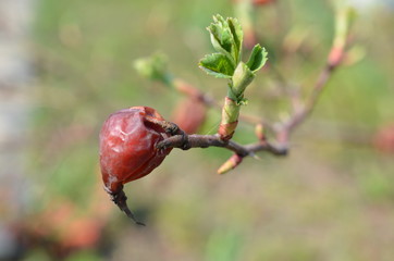 Zeszłoroczne owoce dzikiej róży, wczesna wiosna, Rosa canina © Ewa