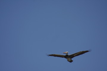 bird, seagull, sea, flying, ocean, water, gull, animal, nature, flight, fly, wildlife, wings, blue, wing, birds, freedom, beach, feather, white, sky, beak, pelican, coast