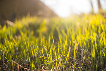 Green grass with sunshine isolated 