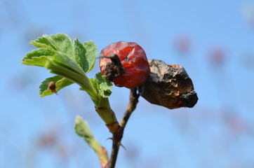 Zeszłoroczne owoce dzikiej róży, wczesna wiosna, Rosa canina © Ewa