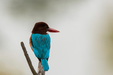 A kingfisher perched on a small twig inside Keoladeo National Park