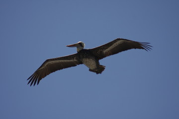 bird, seagull, sea, flying, ocean, water, gull, animal, nature, flight, fly, wildlife, wings, blue, wing, birds, freedom, beach, feather, white, sky, beak, pelican, coast
