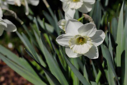Portrait of white narcissus flower in the spring garden