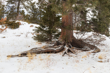 Snow covered tree trunk and roots in the forest