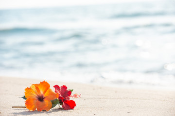 砂浜とハイビスカス © 歌うカメラマン