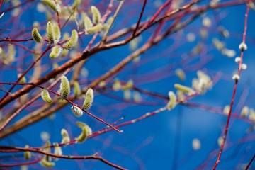 branch of tree in spring