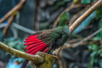 The Guinea turaco (Tauraco persa),
