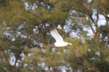 Seagull Clearwater Beach Florida
