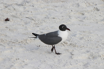 Seagull Clearwater Beach Florida