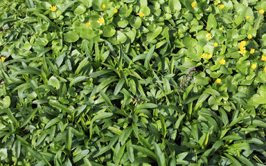 Green grass, flowers background texture