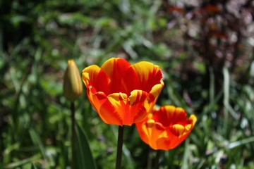 Rote Tulpen im Garten