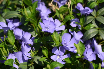 Barwinek pospolity,nienieskie kwiaty, Vinca minor