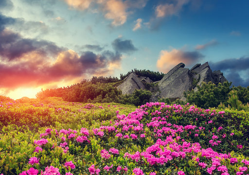 Wonderful alpine highlands with colorful clouds in the sky during sunset. Incredible nature landscape with rhododendron flowers in the mountains under sunlight. dramatic picturesque scene