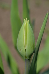 Pojedyczny pąk białego tulipana, Tulipa