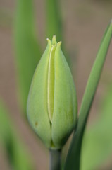 Pojedyczny pąk białego tulipana, Tulipa