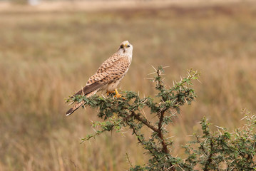 A common Kestrel female perched on a shrub inside the grasslands of Hesarghata in the outskirts of Bangalore