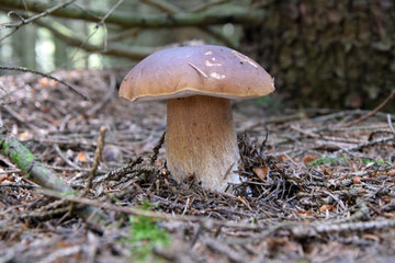 Steinpilz