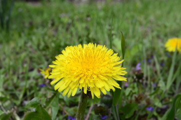dandelion in grass
