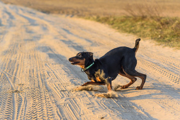 angry dog german pinscher on the road