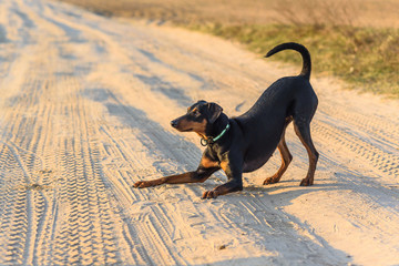 angry dog german pinscher on the road