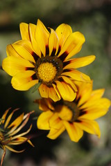 flower, yellow, nature, sunflower, garden, green, plant, summer, flowers, blossom, flora, petal, bloom, petals, spring, floral, macro, field, color, daisy, sun, closeup, beauty