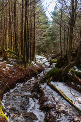 Fototapeta premium Icy Appalachian Trail, hiking trail in the Great Smoky Mountains National Park