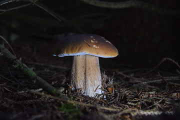 Steinpilz