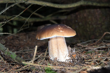 Steinpilz