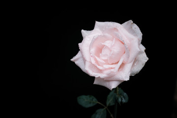 Beautiful single pink rose with water drops on black background.