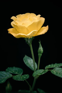 Beautiful single yellow rose with water drops on black background. Stock  Photo | Adobe Stock