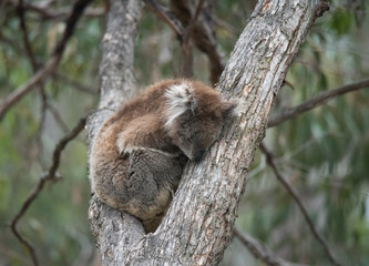 Koala on Tree
