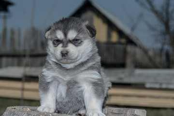 Portrait of a husky puppy close-up.