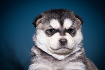 Portrait of a husky puppy close-up.