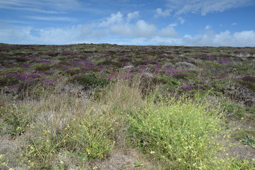 Landschaft an der Pointe du Raz, Bretagne