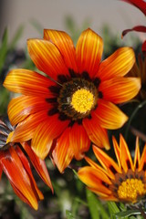 flower, nature, purple, garden, flowers, plant, pink, violet, summer, petal, yellow, spring, daisy, aster, flora, bloom, macro, beauty, green, blossom, petals, floral, chrysanthemum, leaf, red, palm, 