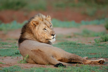 Male lion in the early morning in Zimanga Game Reserve in the Mkuze Region in Kwa Zulu Natal in South Africa