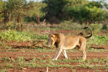 Naklejka na ściany i meble Male lion in the early morning in Zimanga Game Reserve in the Mkuze Region in Kwa Zulu Natal in South Africa
