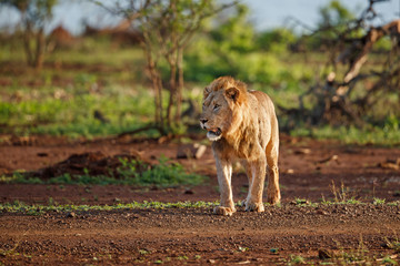 Male lion in the early morning in Zimanga Game Reserve in the Mkuze Region in Kwa Zulu Natal in...