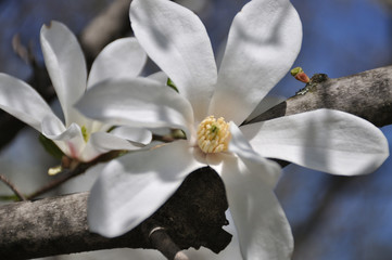 Beautiful white magnolias on blue sky background. in botanical garden blossom magnolia