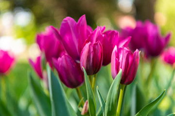 Fototapeta premium large purple tulip flowers, type of flowers Tulipa