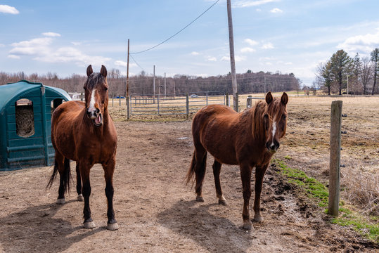 Two happy horses in a paddock