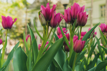 large purple tulip flowers, type of flowers Tulipa