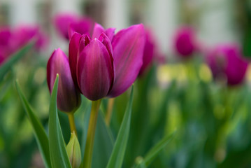 Obraz premium large purple tulip flowers, type of flowers Tulipa