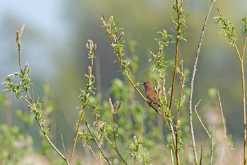Savi`s Warbler singing in Dutch reed field.